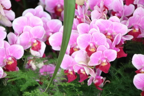 元旦祝福 自帶喜氣的綠植花卉，伴您走進2019
