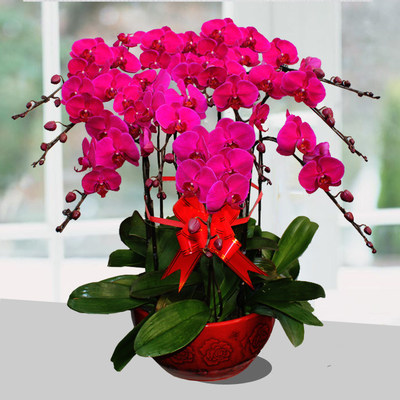 蝴蝶蘭禮盒大揭秘 如何選購(gòu)一臺(tái)不打烊的“提花機(jī)”？