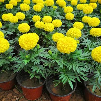 山東萬(wàn)壽菊種植基地 優(yōu)質(zhì)杯苗批發(fā)與盆苗供貨一站式服務(wù)